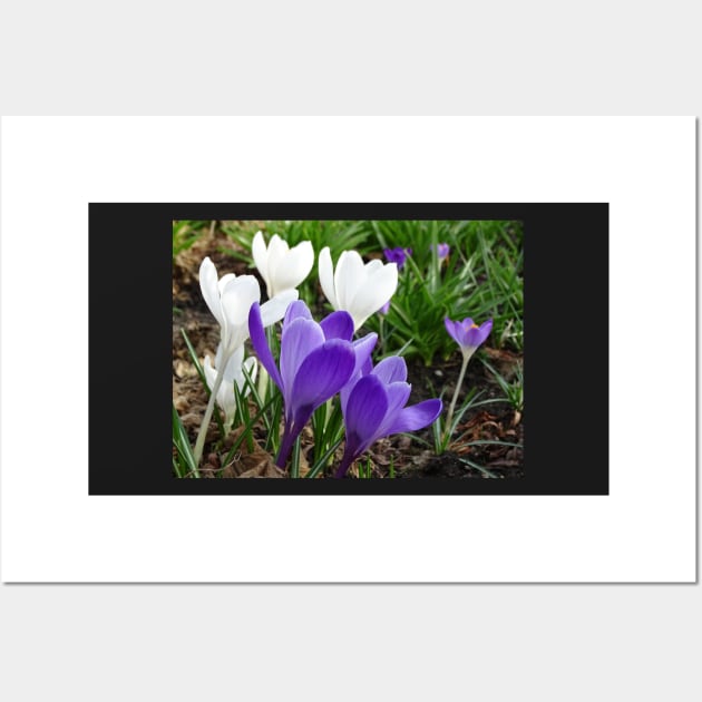 Spring Crocus - white and purple Wall Art by AH64D